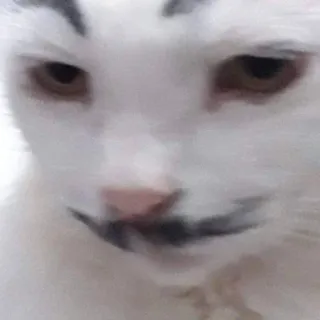 😐 кот, животное, белый кот, смешной, мем telegram sticker