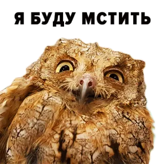 😡 Я БУДУ МСТИТЬ Eule, Rache, Vogel, Tier, Meme telegram sticker