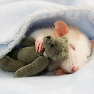 🐀 szczur, śpiący, słodki, zwierzę, pluszowy miś telegram sticker