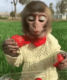 🍓 macaco, animal, morango, fofo, comida, fruta telegram sticker