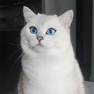 😒 gato, gato branco, olhos azuis, animal, animal de estimação, gato doméstico telegram sticker