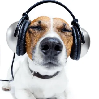 🎧 dog, headphones, music, jack russell, animal, listening, pet telegram sticker