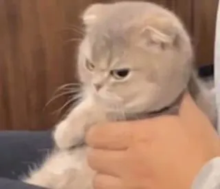 😠 kucing, anak kucing, marah, pemarah, hewan peliharaan, lucu, Scottish Fold telegram sticker