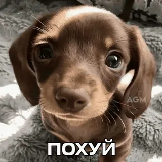 🐶 ПОХУЙ cane, cucciolo, bassotto, russo, testo, meme telegram sticker