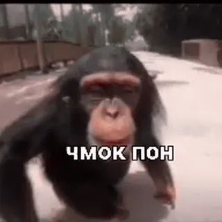 🐒 ЧМОК ПОН サル, 類人猿, チンパンジー, 動物, かわいい, ミーム whatsapp sticker