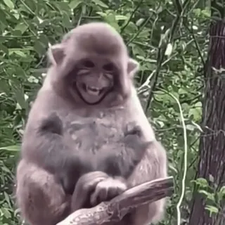 😀 monkey, animal, primate, wildlife, nature, mammal telegram sticker