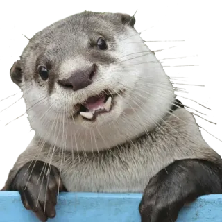 😮 выдра, животное, милый, млекопитающее, дикая природа, водное животное telegram sticker