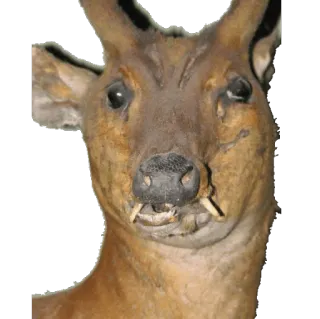🐴 cerf, animal, mammifère, ongulé, faune whatsapp sticker