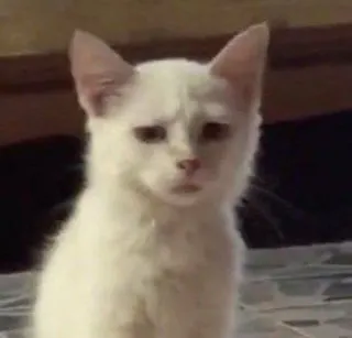 😾 кот, котёнок, белый кот, животное, питомец, грустный кот, милый whatsapp sticker