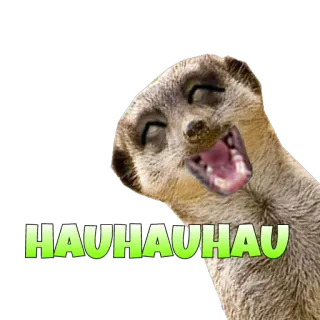 😂 HAUHAUHAU suricate, animal, rindo, engraçado, adesivo telegram sticker