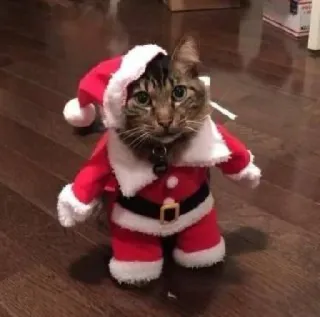 🤩 cat, santa, christmas, pet, animal, holiday, festive telegram sticker