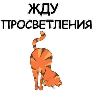 YogaCat @stickersb2b whatsapp stickers