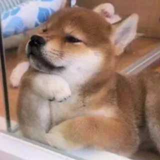 🤔 chien, shiba inu, chiot, mignon, animal, animal de compagnie, penseur telegram sticker