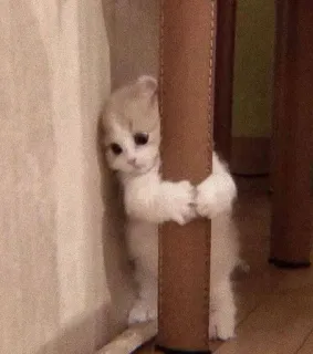 😕 кот, котёнок, милый, животное, питомец, грустный, обнимает telegram sticker