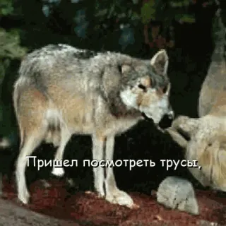 👙 Пришел посмотреть трусы, หมาป่า, สัตว์, ธรรมชาติ, รัสเซีย, ข้อความ telegram sticker