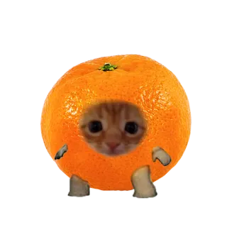 🍊 แมว, สีส้ม, สัตว์, ผลไม้, ตลก, น่ารัก whatsapp sticker