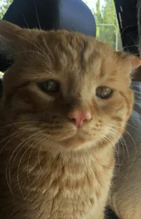 🐱 gato, animal, animal doméstico, gato laranja, animal de estimação telegram sticker