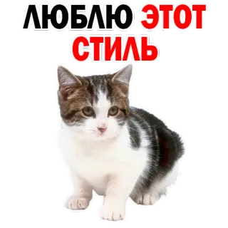 👍 ЛЮБЛЮ ЭТОТ СТИЛЬ gato, adesivo, texto russo, animal de estimação, animal, fofo whatsapp sticker