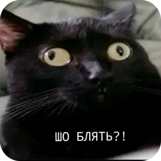 🤔 ШО БЛЯТЬ?! cat, russian, swear word, offensive, meme telegram sticker