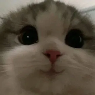 🥺 猫, 子猫, かわいい, 動物, ペット, 飼い猫 telegram sticker