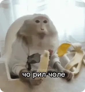 🌟 чо рил чоле scimmia, meme, animale, banana whatsapp sticker