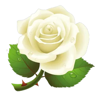 🌺 Rose, Blume, weiße Rose, Natur, Pflanze, Blumen whatsapp sticker