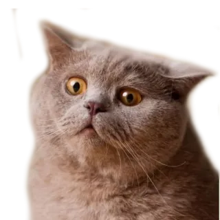 😕 Katze, Tier, Haustier, süß, Kätzchen, häuslich telegram sticker