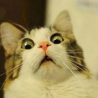 😀 gato, meme, animal, asustado, divertido telegram sticker