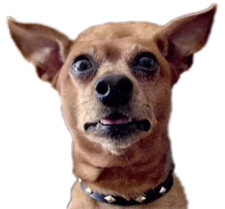 😮 cane, animale, chihuahua, animale domestico, carino whatsapp sticker