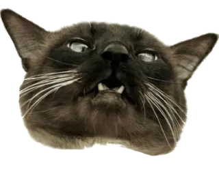 🤪 cat, animal, meme, funny, angry, face telegram sticker