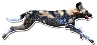 🏇 pies, bieganie, zwierzę, dzika przyroda, ssak, psowate, likaon, dziki pies afrykański telegram sticker