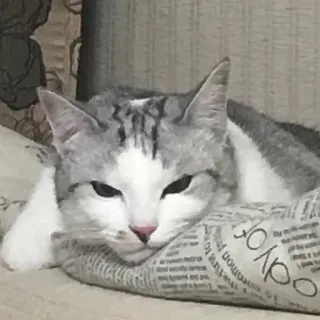 😑 chat, animal de compagnie, animal, félin, chat gris, repos, chat domestique whatsapp sticker