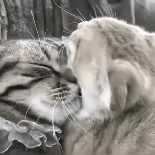 🐈 кошки, целующиеся, животные, домашние животные, питомец telegram sticker