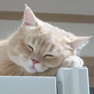 😴 chat, dormir, animal, animal de compagnie, mignon, domestique whatsapp sticker