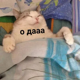 💤 о дааа แมว, นอน, เตียง, รัสเซีย, น่ารัก, ตลก telegram sticker