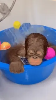 🥺 hewan, orangutan, bayi, mandi, santai, lucu whatsapp sticker
