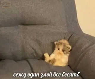 😠 сежу один злой все бесятб Katze, Kätzchen, wütend, Haustier, süß, Tier telegram sticker