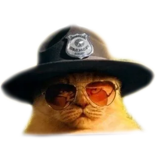 👮‍♀️ gato, policía, gafas de sol, sombrero, animal, policía whatsapp sticker