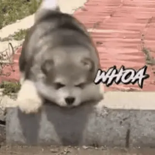 😳 WHOA perro, cachorro, guau, lindo, animal telegram sticker