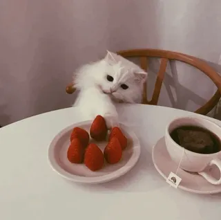 🐾 고양이, 딸기, 차, 귀여운, 하얀 고양이, 테이블, 동물 telegram sticker