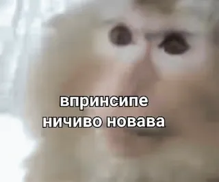 🌟 впринципе
ничиво новава มีม, ลิง, ตลก, รัสเซีย, สัตว์ whatsapp sticker