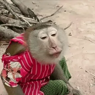 😆 macaco, animal, roupa, mamífero, fofo, retrato whatsapp sticker
