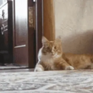 FunnyAnimal whatsapp stickers