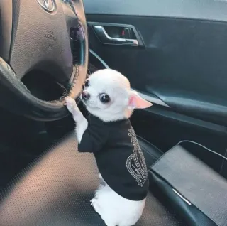 🙄 perro, chihuahua, animal, mascota, coche, conduciendo telegram sticker
