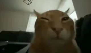 😐 Katze, Tier, Haustier, Orange, Hauskatze, Säugetier whatsapp sticker