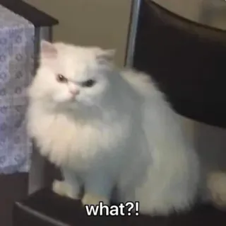😾 what?! cat, meme, funny, white cat, cute whatsapp sticker