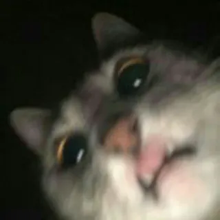 🐱 кот, животное, питомец, милый, домашний, кошачий telegram sticker