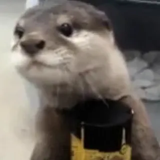 🐾 loutre, animal, mignon, mammifère whatsapp sticker