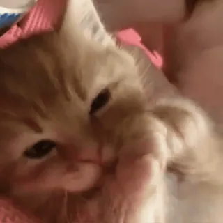 🥰 kotek, kot, słodki, zwierzę, zwierzak, koci telegram sticker