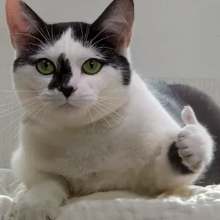 👍 Katze, Daumen hoch, Tier, Haustier, Weiß, Schwarz telegram sticker